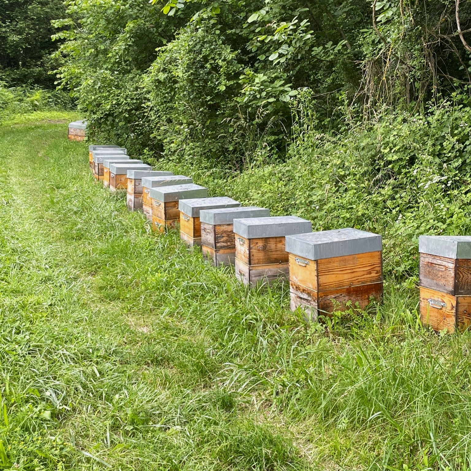 Engagement RSE : Notre terrain au service des abeilles